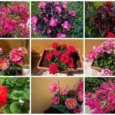 Sophie'S Garden Apartment Potamos  ภายนอก รูปภาพ