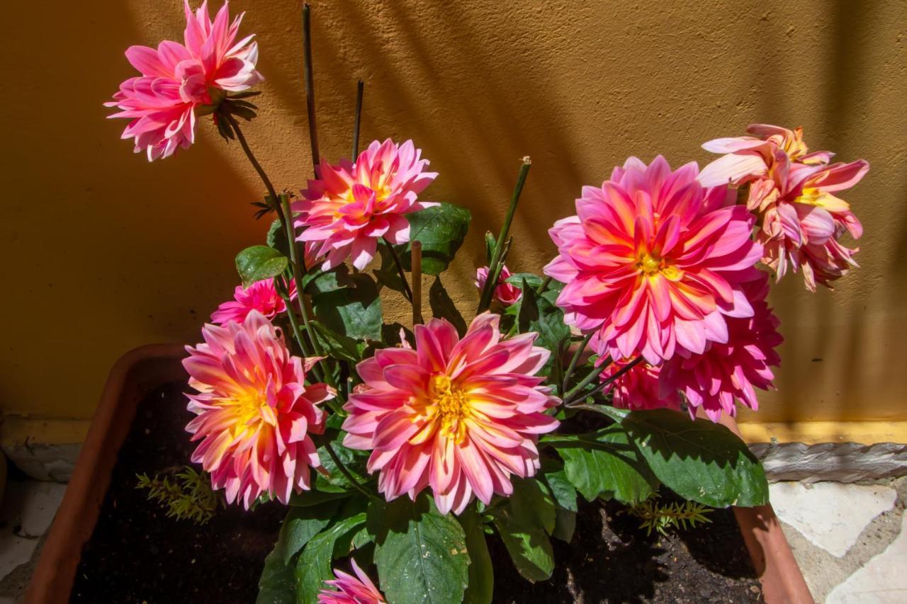 Sophie'S Garden Apartment Potamos  ภายนอก รูปภาพ