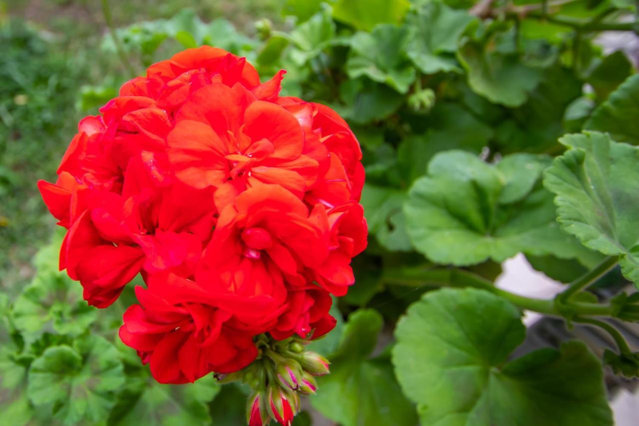 Sophie'S Garden Apartment Potamos  ภายนอก รูปภาพ