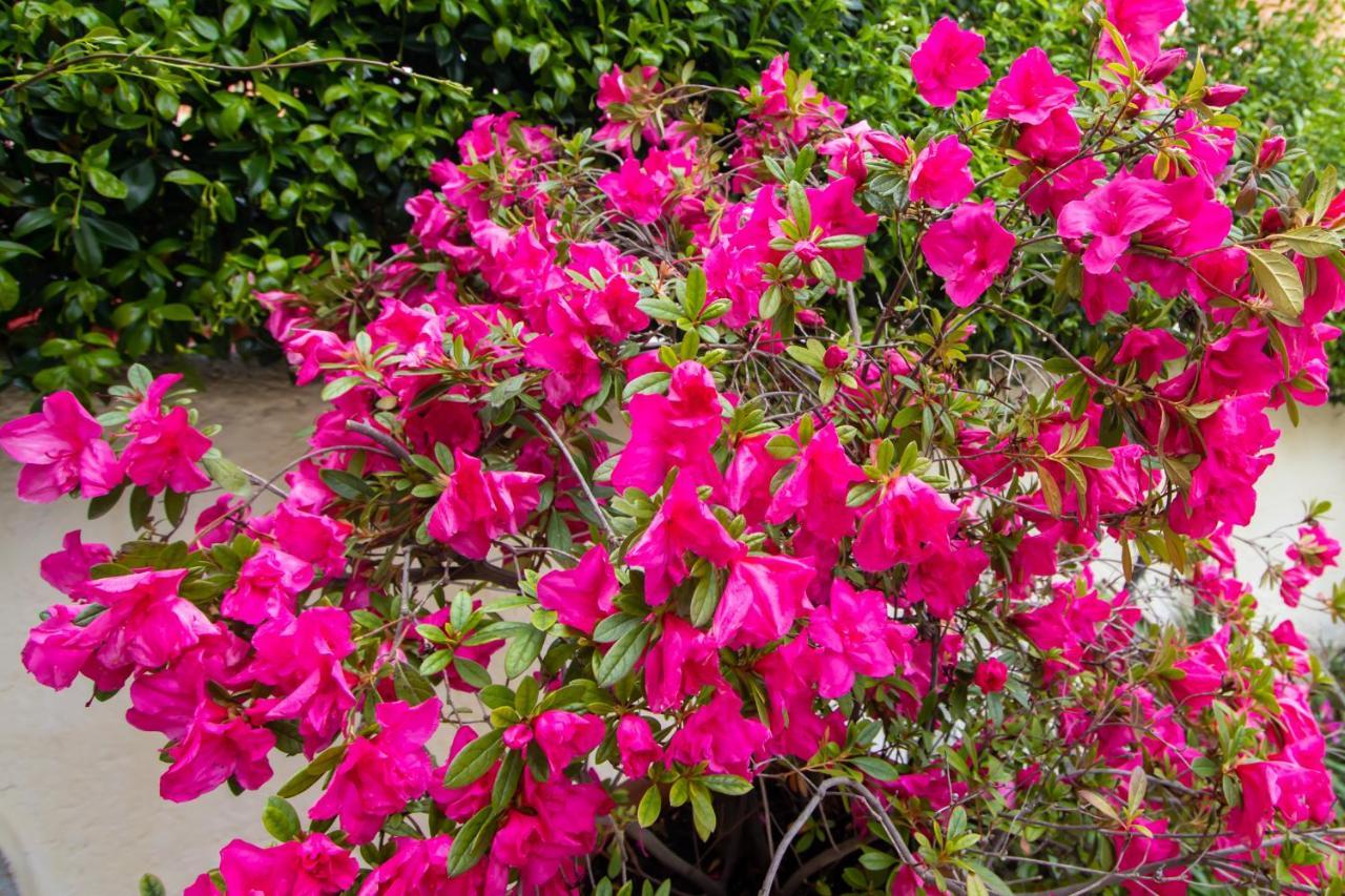 Sophie'S Garden Apartment Potamos  ภายนอก รูปภาพ